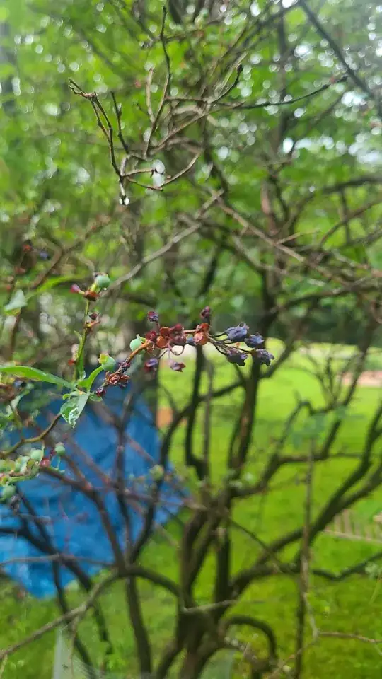 berries