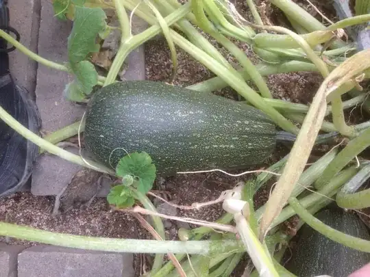squash