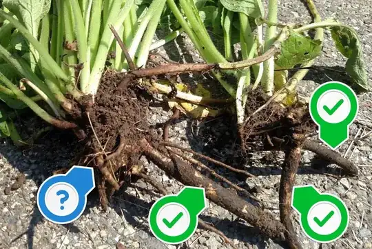 Comfrey roots for propagation
