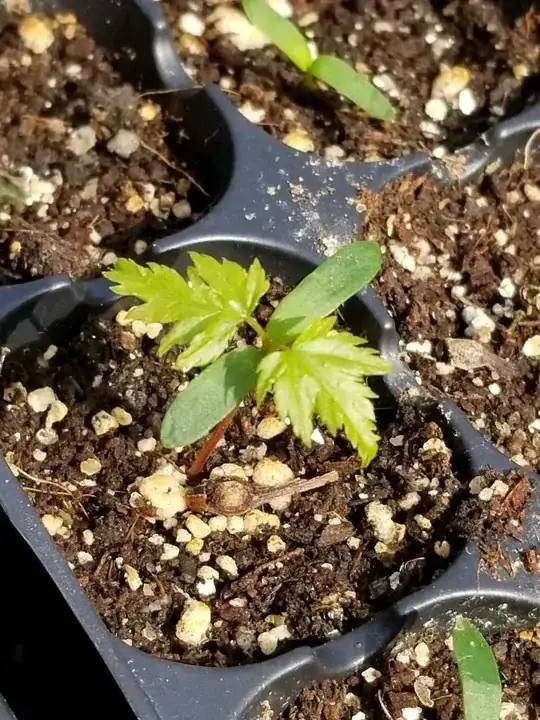 Here's a picture of the seedling looking happy and healthy just days before the leaves just shrivelled  up and died
