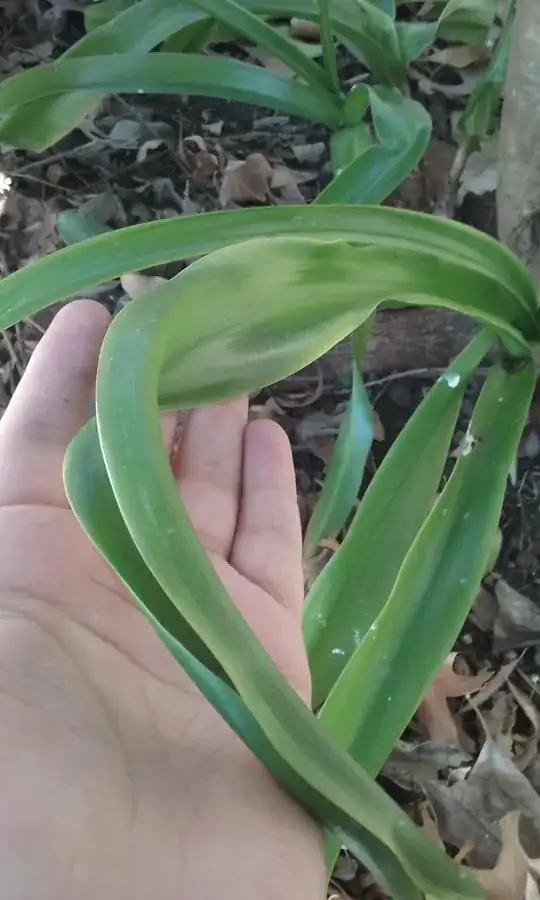 leaves, waxy, green