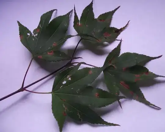 Rust on leaves