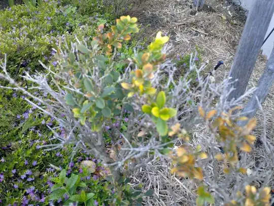 Japanese box hedge