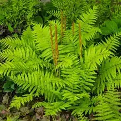 Cinnamon Fern