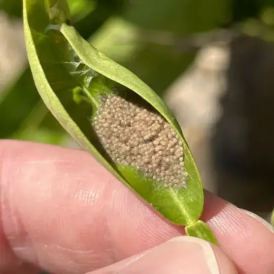 Gob of eggs