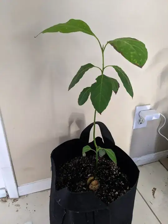 The struggling plant