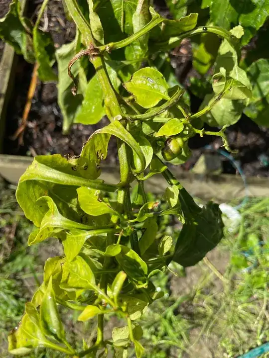Plant1