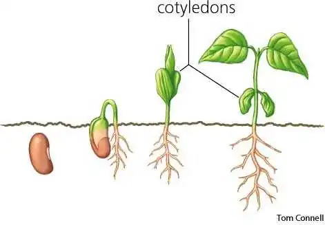 illustration of seedling cotyledon