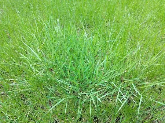 not poa annua 3