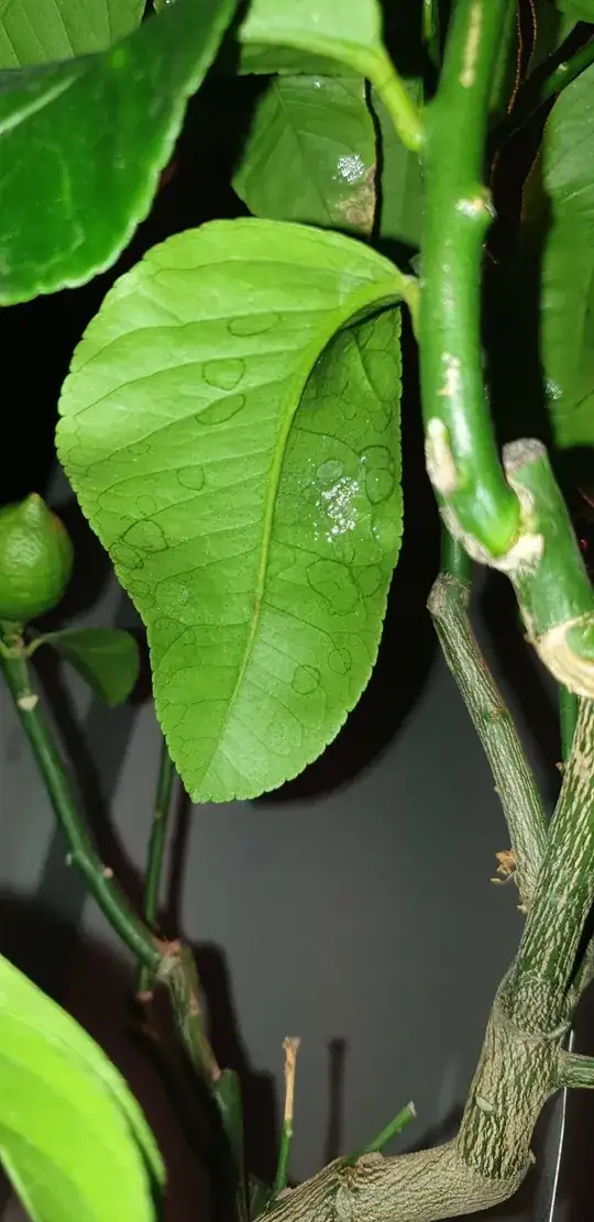 sad lemon tree leaf