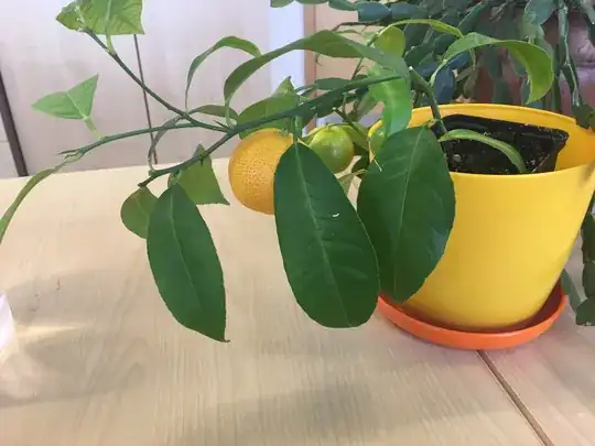 whole plant