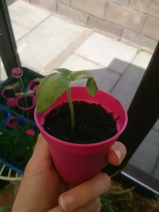 Seedlings 2