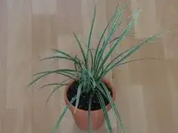 Photo of this lilly-turf, indoors