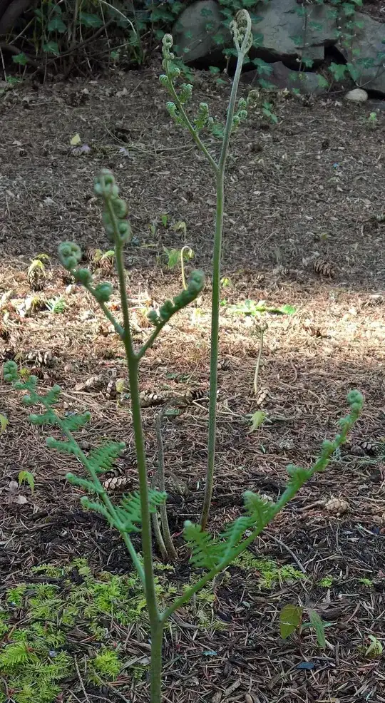 Is it a fern?