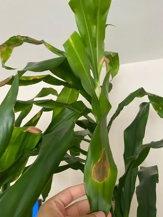 Additional leaf detail