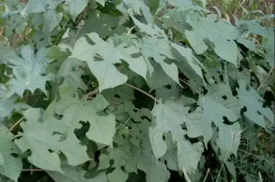 Broussonetia papyrifera