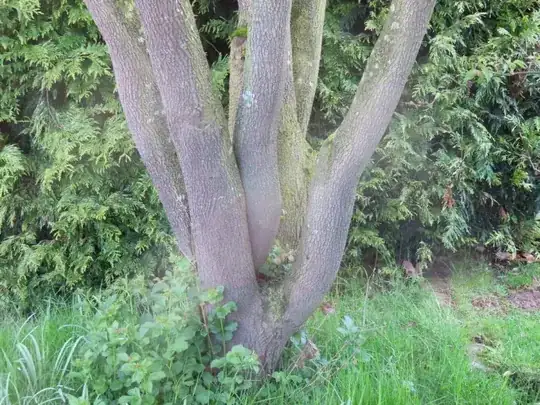 Main stems/branches
