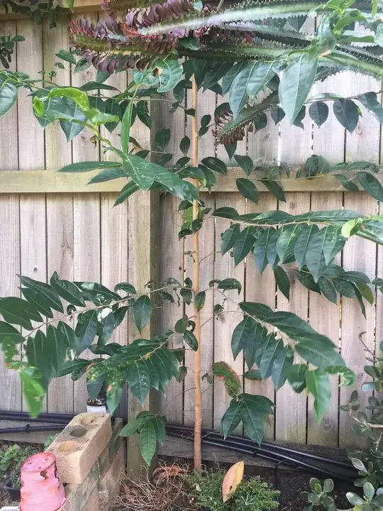 First Tree, I tied to remove this tree as it was too close the the fence and I damaged the roots to much, but I would still like to know what it was.