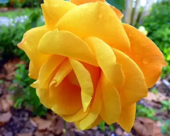 Sunstruck