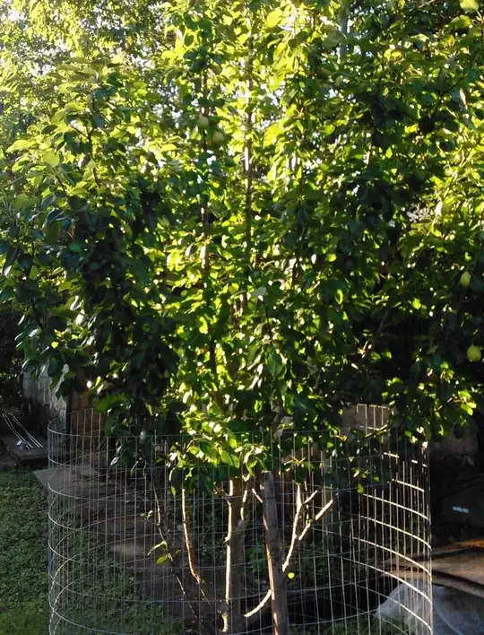 Texas Hill Country Pear 3