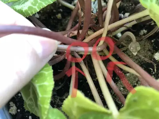 What are these??