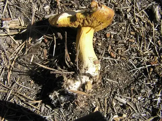 orange mushroom
