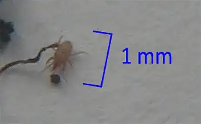 insect in question