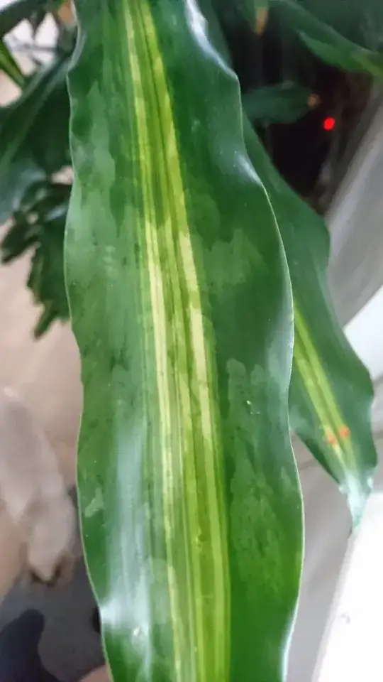 Sick leaf