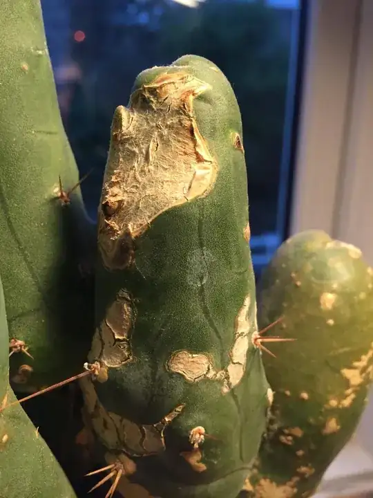 Picked in south of France .. about 2 inches long. Sweet smelling. Any ideas?