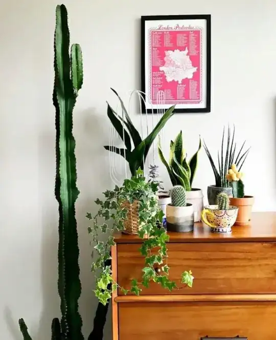 chillie plant