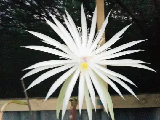 flower close up