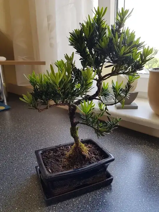 bonsai tree