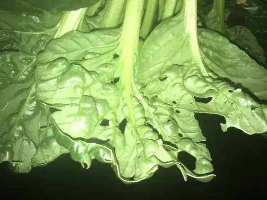 Underside of leaves