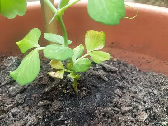 Base of plant 1