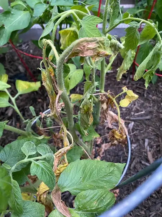 Another view of the wilted leaves.