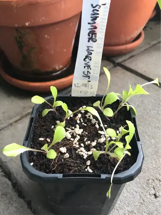 Lettuce “Summer Harvest”