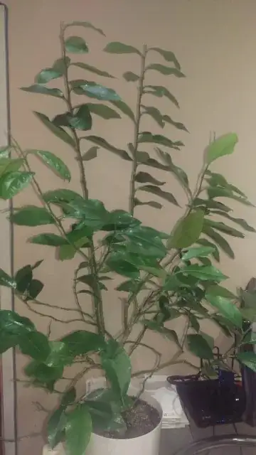 The poor plant