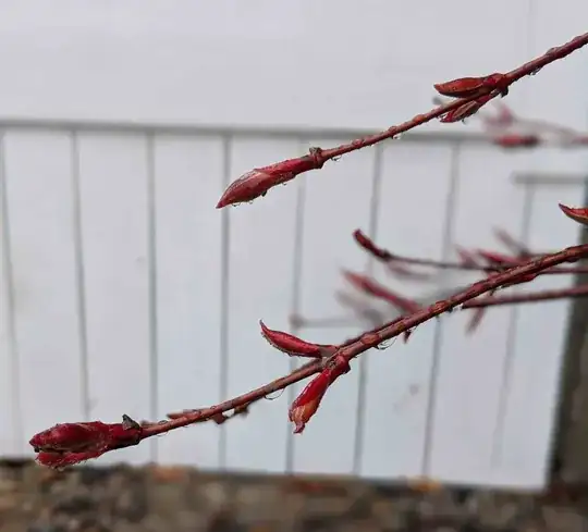 maple_buds