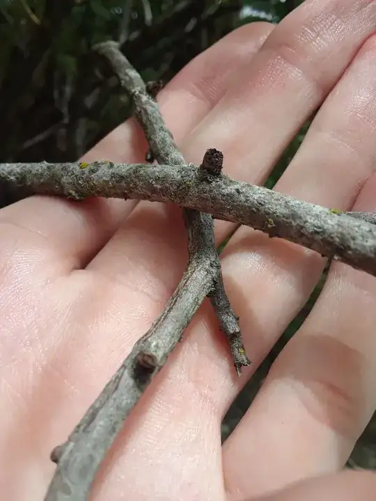 possibly a growth potential on the branch