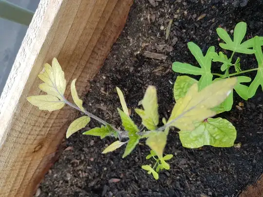 plant 1