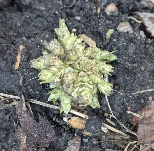 cluster of new growth