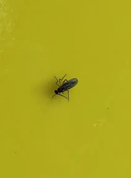 Bug hovering around morning glory soil - front view.