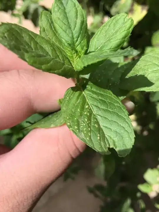 Top side of leaf