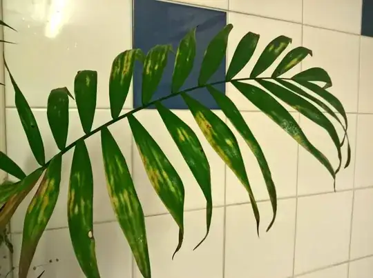 close-up of leaf problem