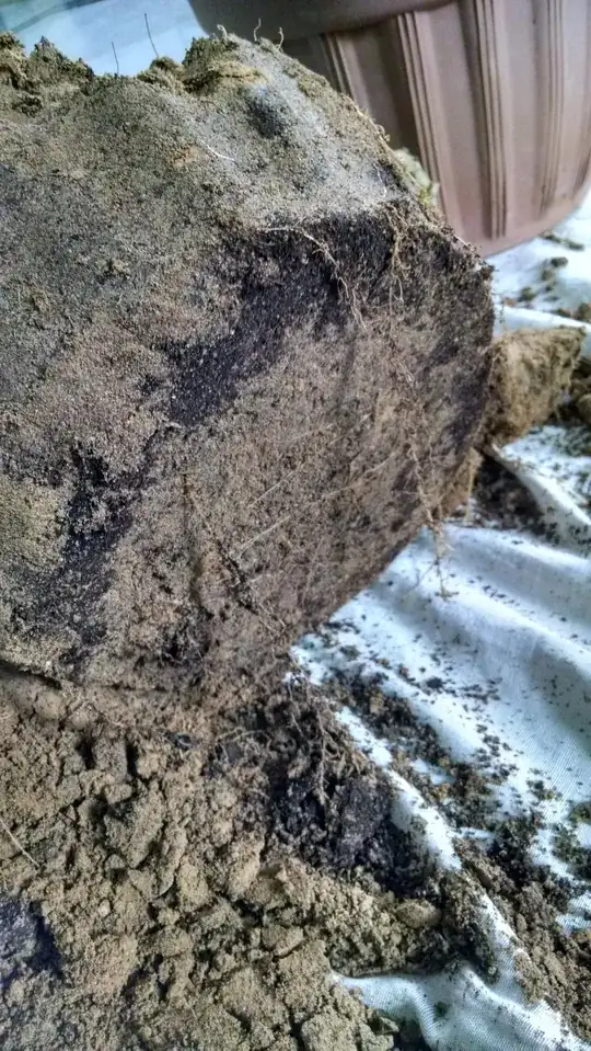 More Roots