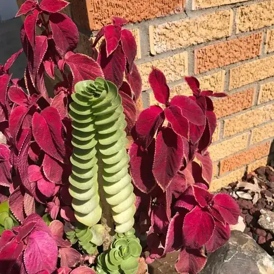 Sedum?