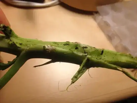 detail of broccoli stem damage