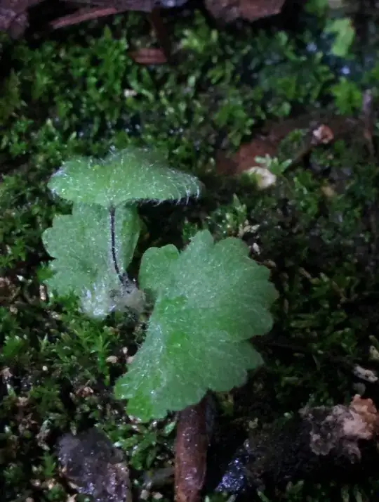 second plant