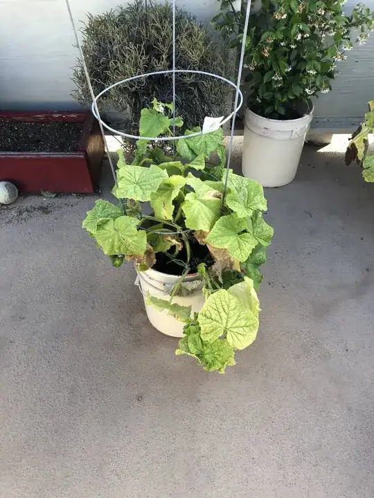 Cucumber plant