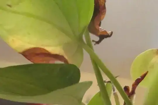 Wilting_underside
